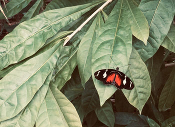 Close-up of butterfly on leaf