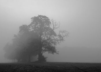 Trees in foggy weather