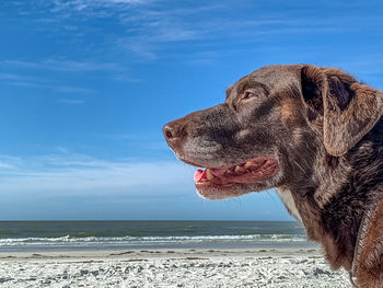 Dog looking at sea shore