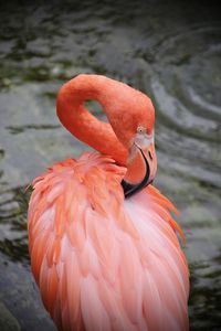 flamingo