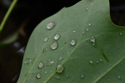 High angle view of raindrops on leaves