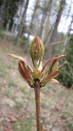 Close-up of plant against blurred background