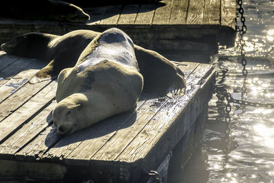 View of an animal sleeping on pier