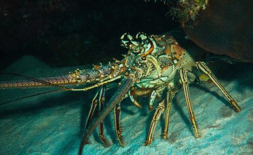 Close-up of crab on sea