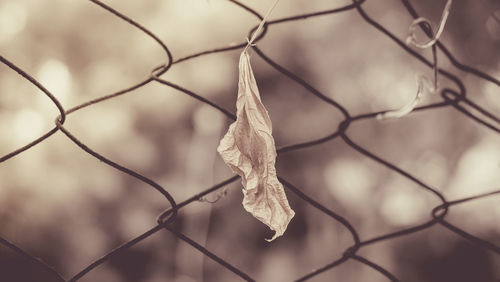 Close-up of dry leaves on chainlink fence
