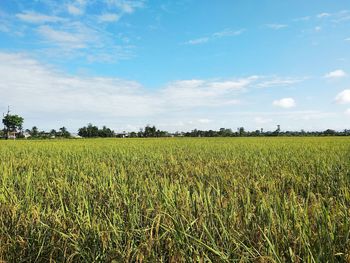 Scenic view of field against sky