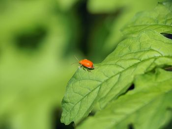 Close-up of ladybug on leaf