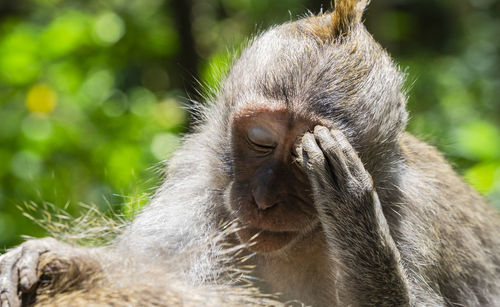 Close-up of a monkey