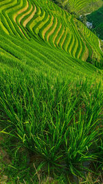 Rice terrace fields in china. close-up vertical photo of rice field.