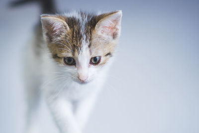 Close-up portrait of kitten