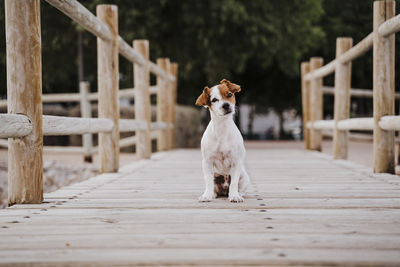 Portrait of dog on footpath