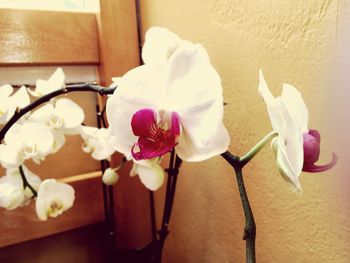 Close-up of white orchids