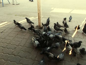 Birds perching on ground