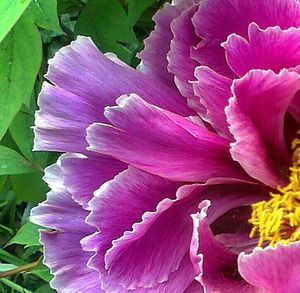 Close-up of purple flowers