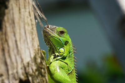 Close-up of lizard