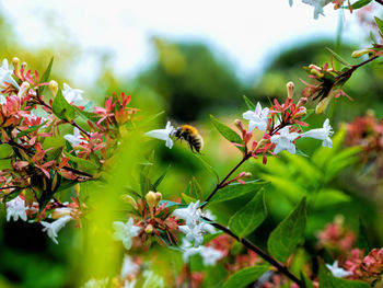 Close-up of bee pollinating on flower