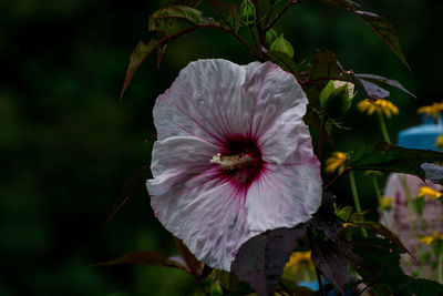 Close-up of hibiscus blooming outdoors