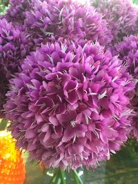 Close-up of pink flowers