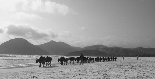 View of people on beach against sky. selong belanak