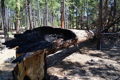 View of trees in the forest