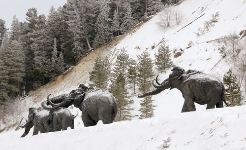 View of an animal on snow covered land