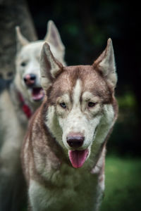 Close-up portrait of a dog