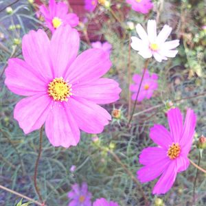 Close-up of pink flower