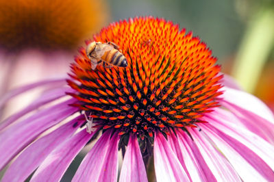 Close-up of bee pollinating on flower