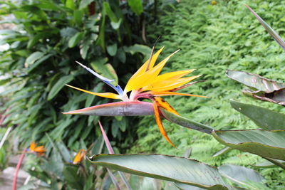Close-up of flower blooming outdoors