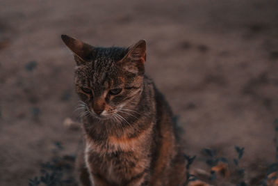 Close-up of cat looking away