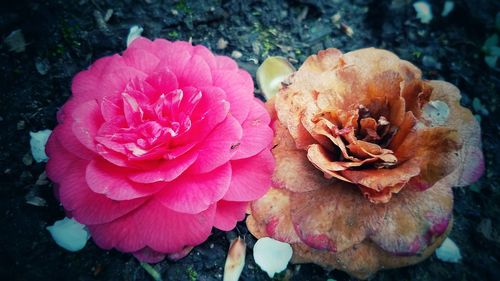 Close-up of pink flowers blooming outdoors