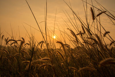 Close-up of wheat field against sky during sunset