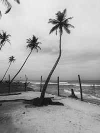 Palm trees on beach against sky