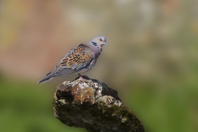 Close-up of bird perching on a tree