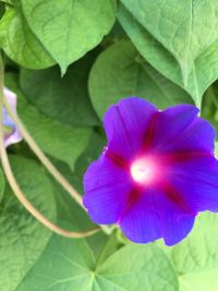 Close-up of purple flowers