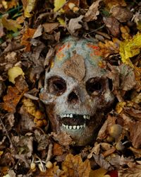 Close-up of skull amidst leaves