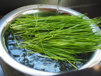 High angle view of vegetables in bowl