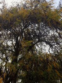 Low angle view of trees in forest against sky