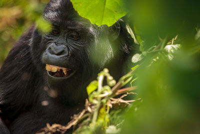 Close-up portrait of a monkey