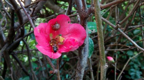 Close-up of pink flower on branch