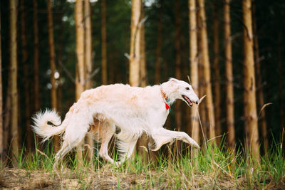 White dog running in forest