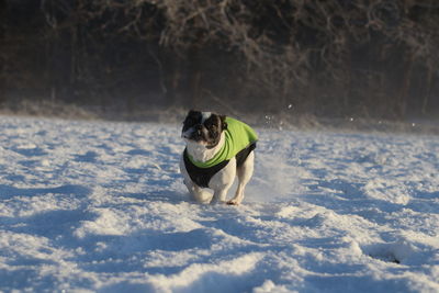 Dog in snow