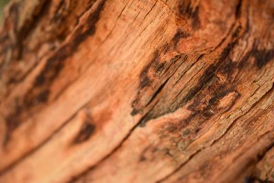 Full frame shot of tree trunk