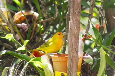 Close-up of bird perching on branch