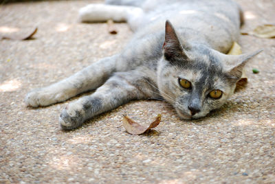 Close-up portrait of cat lying on ground