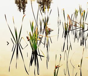 Close-up of plants against lake