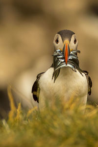 Portrait of puffin hunting fishes on field