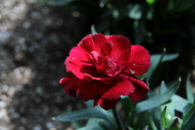 Close-up of red rose