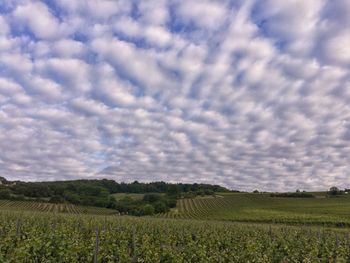 Scenic view of agricultural field against sky