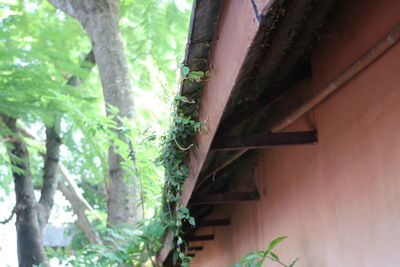 Low angle view of bamboo trees in forest